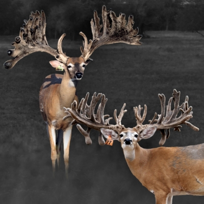 Current Whitetail Breeders