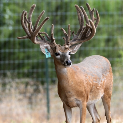 Breeder Bucks | Cross Canyon Whitetails