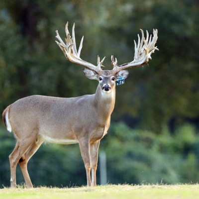 Whitetail Breeders | Cross Canyon Whitetails