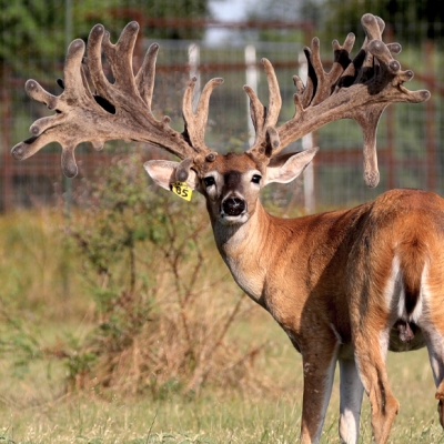 Whitetail Breeders | Cross Canyon Whitetails