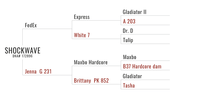 Shockwave's Pedigree Chart