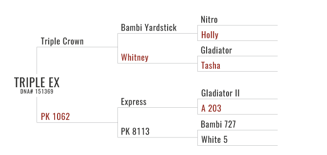Triple Ex's Pedigree Chart