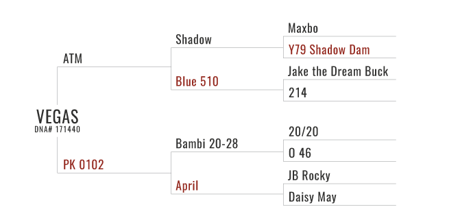 Vegas's Pedigree Chart