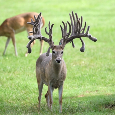 Photo Gallery | Cross Canyon Whitetails