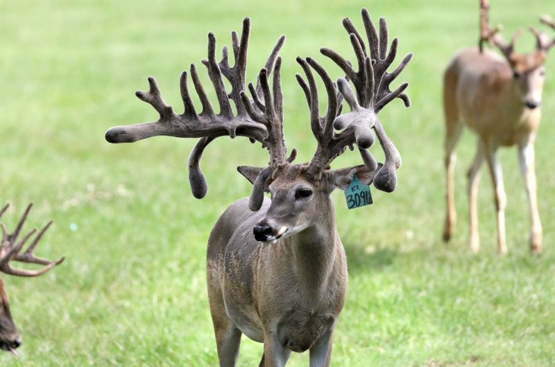 Photo Gallery | Cross Canyon Whitetails